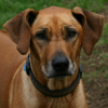 Rescue Dog